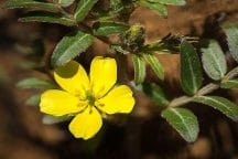 Climax Control - intercourse as long as you want 3 tribulus terrestris