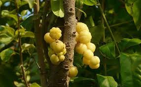 Amla (Indian gooseberry) - for hair, skin and weight loss 3 amla, gooseberry