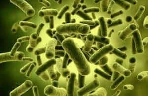  probiotic bacteria