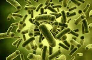 Probiosin Plus - the power of natural probiotic bacteria 2 probiotic bacteria