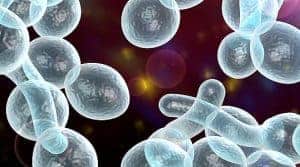 CandiDie Forte - the end of yeast problems in your body 2 fungi under the microscope