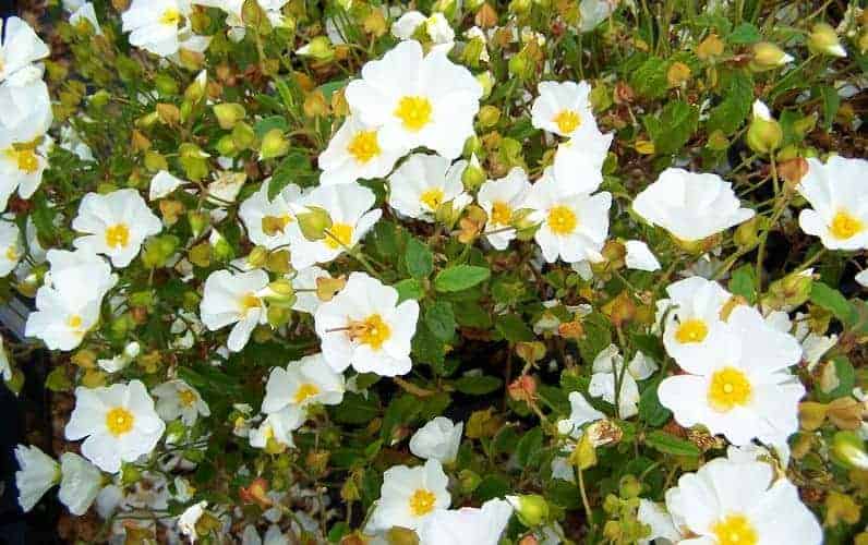 Chasteberry (cistus) - an herb with valuable health and weight loss properties 1 czystek 1