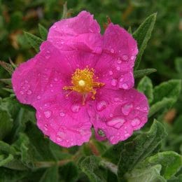 Chasteberry (cistus) - an herb with valuable health and weight loss properties 5 chaste flower