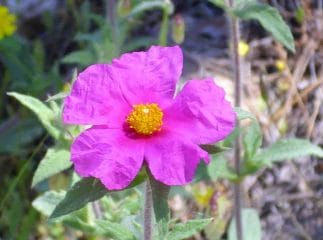 cistus