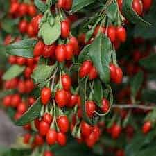  Goji berries