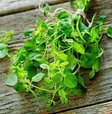 CandiDie Forte - the end of yeast problems in your body 3 oregano