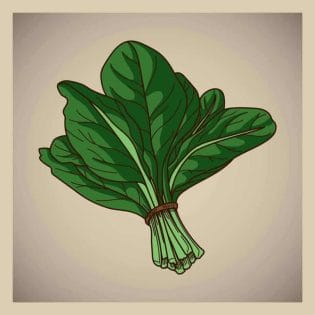  Figure of spinach leaves