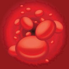  red blood cells