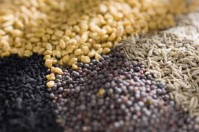 Fenugreek - properties and uses 3 Seeds