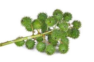 Castor Oil for eyelashes - is it worth using? 2 ricin
