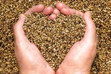 Hemp oil - composition, properties, effects and not only medical applications 3 Hemp seed