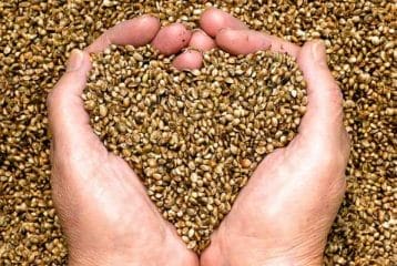  Hemp seed