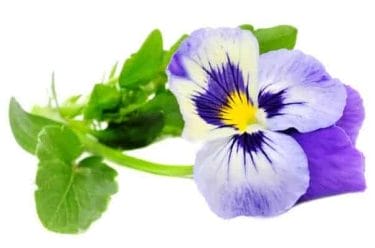 Herbs for acne - natural methods of dealing with pimples 3 Trichomon's violet