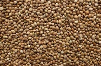 Hemp seeds (hempseed) - healthy nutrients in small grains 2 Hemp seeds