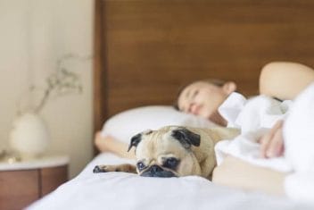  a dog sleeping on the bed