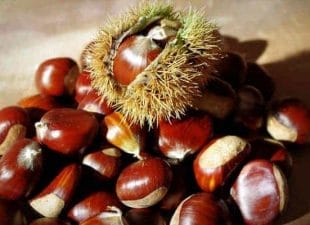  chestnut fruit