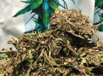 CBD oil - production and medical use of hemp oil 2 dried hemp