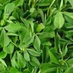  fenugreek