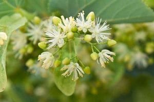 How to strengthen your immune system with natural methods - and prepare for the coming winter 5 Lime blossom