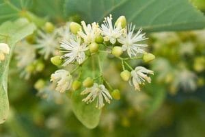  Lime blossom