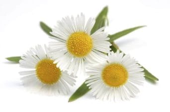 chamomile flowers