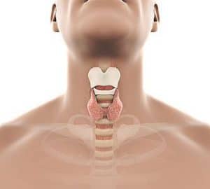  Diagram of the thyroid gland