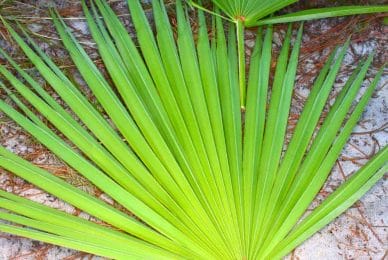 Sabal palm saw palmetto