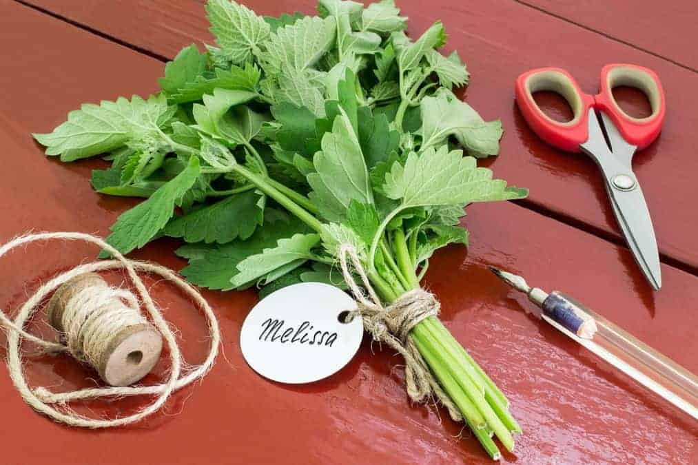 Lemon balm - properties and effects of a popular herb for sedation and good sleep 1 Depositphotos 162755766 l 2015