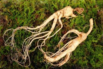 Korean ginseng - its comprehensive effects on our health 2 Korean wild ginseng