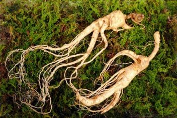  Korean wild ginseng