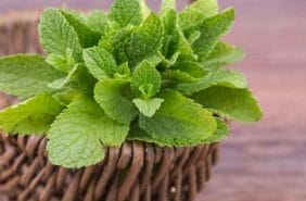 Expansil Cream - the powerful erection and libido you've been dreaming of 8 Peppermint