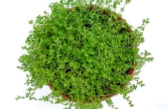 Bacopa monnieri (brahmi) - an herb beneficial to the entire body 2 Bacopa monnieri