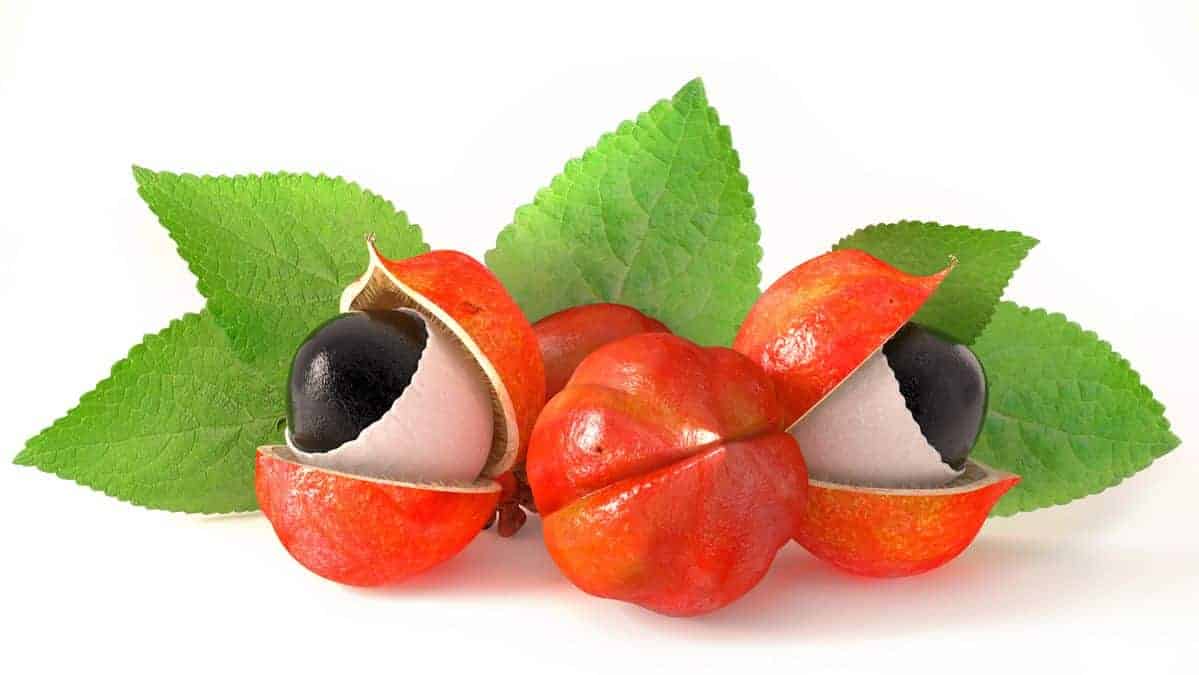 Guarana - Tablets or Powder, in which form is it better to use it? 1 Depositphotos 83904830 l 2015