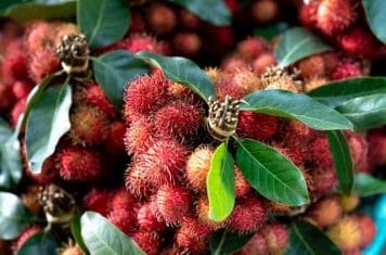  rambutan