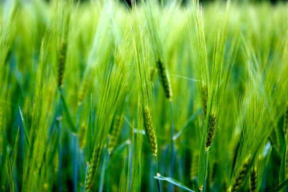 Young green barley - a healthy vitamin bomb 1 mlody zielony jeczmien 940x627 1