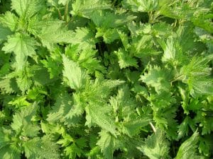  nettle leaves