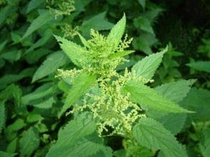 DX2 shampoo - can it cope with hair loss 5 Common nettle