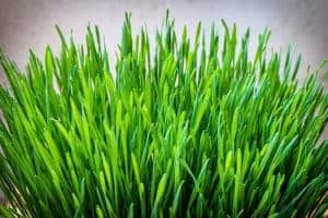 Young green barley - a healthy vitamin bomb 2 Young Green Barley