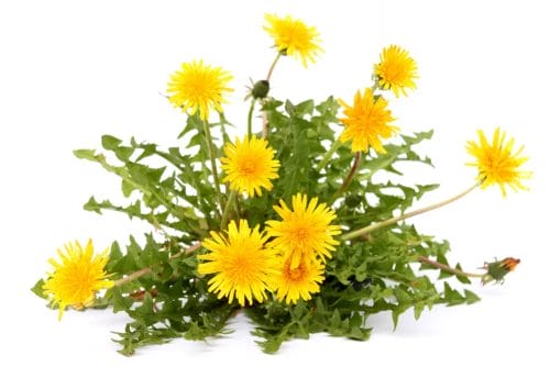 Keto Core - weight loss drops enhancing the effect of ketosis 7 dandelion