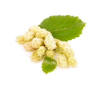  fruit of white mulberry