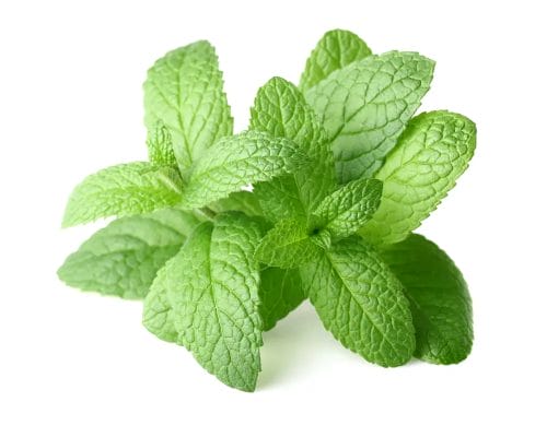  peppermint