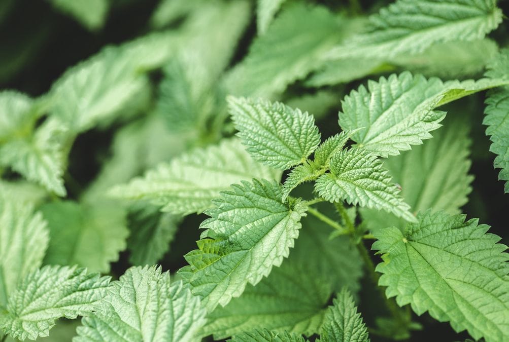 Nettle - for hair loss opinions and effects 1 Depositphotos 216202718 s 2019