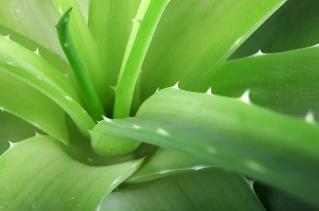 aloes