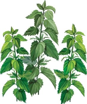 Nettle - for hair loss opinions and effects 2 Nettle image