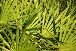  Sabal palm