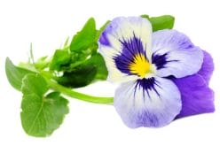  Viola tricolor