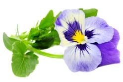 Zinamax - tablets effective for acne and other skin problems 4 Viola tricolor