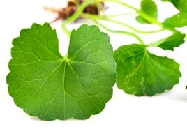 Celleasy Perfect Body Serum - shapes the body, removes cellulite and smoothes the skin 4 gutu kola