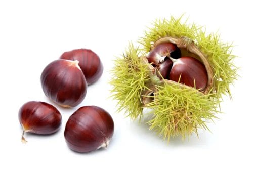Horse chestnut extract or hesperidin - which works better for varicose veins 3 Horse chestnut fruit
