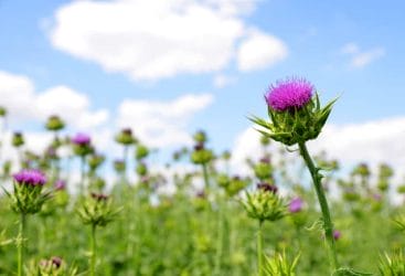 Thistle - properties and effects. Does thistle help to lose weight? 3 Thistle